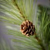 5'L Sullivans Lush Green Mixed Pine Garland, Green Christmas Garland - 2 of 3