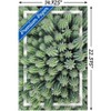 Trends International Cactus - Group Unframed Wall Poster Prints - 3 of 4