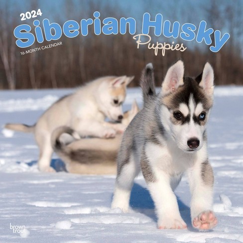 Browntrout 2024 Wall Calendar 12"x12" Siberian Husky Puppies : Target