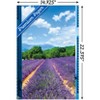 Trends International Lavender Field Unframed Wall Poster Prints - 3 of 4