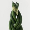 Pumped for Fall White Live Houseplant - Good Little Garden™ - 3 of 4