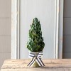 Park Hill Collection Lemon Leaf Cone Topiary 16" - 2 of 2