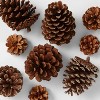12ct Cinnamon Scented Pinecone Christmas Decorative Filler Natural/Glitter - Wondershop™ - 3 of 3