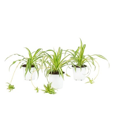 3pc Spider Plant - National Plant Network