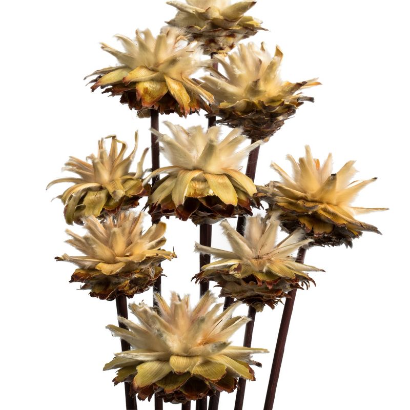 Vickerman 20" Plumosum Head attached to a Brown Stem, Dried 9 Stems, 3 of 5