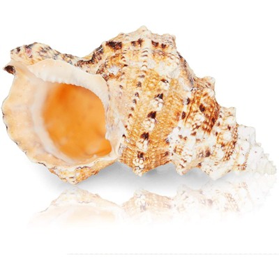 200 Counts Clam Seashells, Beach Ocean Marine Sea Shells for DIY Crafts  Home Wedding Birthday Baby and Bridal Shower Décor, White