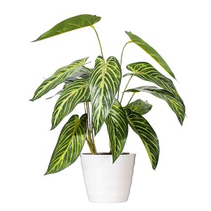 Vickerman 21" Green Alocasia in White Ceramic Pot. - 1 of 3