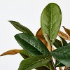 Small Magnolia Leaf Potted - Threshold™ designed with Studio McGee - image 3 of 4