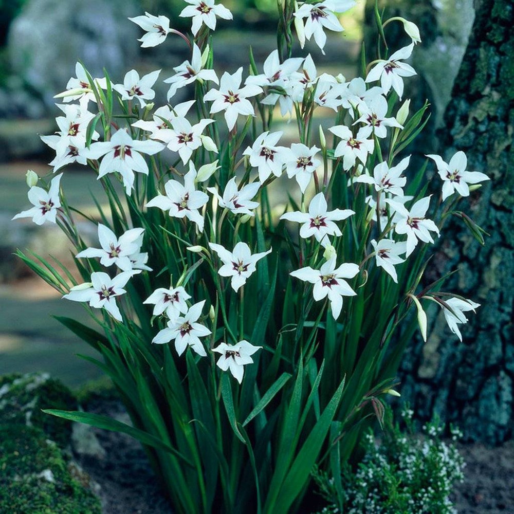 Photos - Garden & Outdoor Decoration Van Zyverden 25ct Acidanthera Bulb White