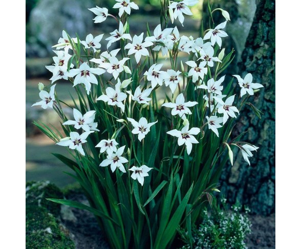 25ct Bulbs - Gladiolus - Acidanthera - Van Zyverden