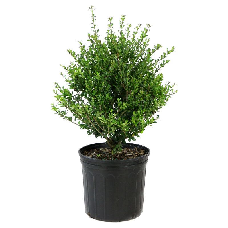 Holly &#39;Compacta&#39; 1pc - National Plant Network U.S.D.A Hardiness Zone 6-9 - 2.5 Quart, 3 of 5