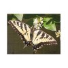 Trademark Fine Art Leslie Montgomery Eastern Tiger Swallowtail Butterfly Wingspan Wood Slat Art - 3 of 4