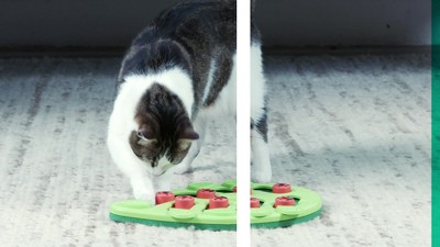 MELON MADNESS PUZZLE & PLAY - CAT PUZZLE GAME - Nina Ottosson Treat Puzzle  Games for Dogs & Cats