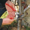 FELCO 13, Two or One Hand Forged Aluminum Hand Pruner, X-Large Right Hand, Swiss Made - 4 of 4