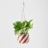 Holiday Sweet Treat Live Plant(It May Vary) - Good Little Garden™ - 4 of 4