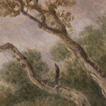 harvest pine