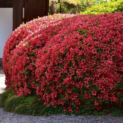 2.25gal Girard Crimson Azalea Plant with Red Blooms - National Plant Network