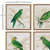 Plum & Post Green Parrots Study Set of 4 - 2 of 3