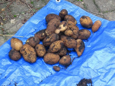 Gardener's Best Potato Grow Bag - Holds 50 Quarts of Soil