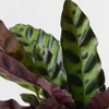 Halloween Ziggy Green Live Houseplant - Good Little Garden™ - 4 of 4