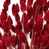 Vickerman 26" Dried Phalaris Bunch, 7 oz - 2 of 3