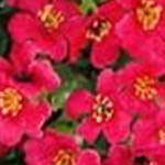 rose red