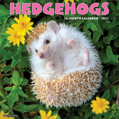 2021 Monthly Wall Calendar Hedgehogs - Willow Creek Press