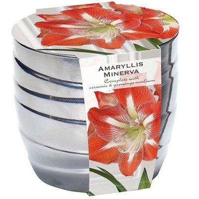 Amaryllis Minerva Kit with Silver Swirl Ceramic Planter - Van Zyverden