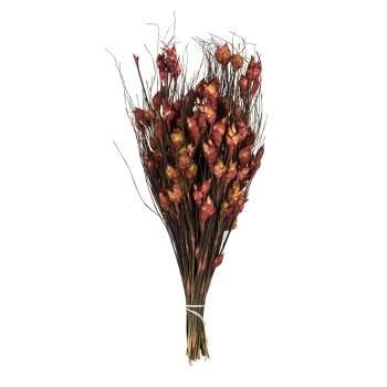 Vickerman 36"-40" Bell Grass with Seed Pods, Preserved