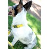 Country Brook Petz Premium Nylon Dog Collar with Metal Buckle for Small Medium Large Breeds - Vibrant 30+ Color Selection - 4 of 4