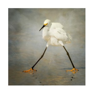 Trademark Fine Art -Alfred Forns 'The Rock Star' Canvas Art - 1 of 4