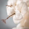 35.5"H Sullivans Cream Silver Dollar Eucalyptus, Cream - 2 of 4