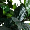 Nearly Natural 13-ft Artificial Fiddle Leaf Fig Tree - image 3 of 4