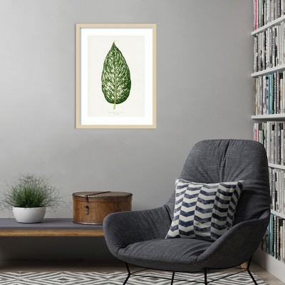 Dieffenbachia Leaf Illustration 19x25 Natural Wood Framed Print