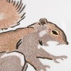 20"x20" Oversize Squirrel Poly Filled Square Throw Pillow - Rizzy Home: Embroidered, Indoor Accent, Canvas Cover - 2 of 4