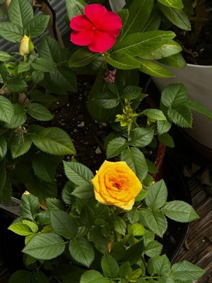 Guest review image 4 of 4, zoom in