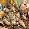 Van Zyverden 6ct Bulbs Cannas Giant Tall Mixed Set - 2 of 4