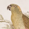 Plum & Post Tropical Parrot Prints, Set of 2 - Brown/Green - Fir Wood - 2 of 4