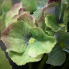 Sullivans Artificial Green Hydrangea Stem 20"H - 2 of 2