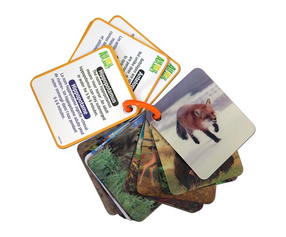 Smart Play Animal Planet Wild Animals 3D Flash Cards
