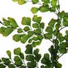 Vickerman 6-10" Oasis Green Fern - Adianthum - Petite Variety, 6 stems, Preserved - 3 of 4