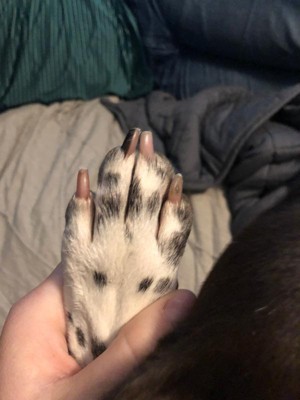 dog nail grinder target