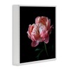 Stupell Industries Dark Rose Photography Framed Giclee Art - 2 of 4
