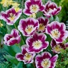 Set of 12  Arabian Mystery Tulip Bulbs - Van Zyverden - 4 of 4