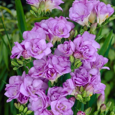 25ct Freesias Double Blooming Lavender Bulbs - Van Zyverden