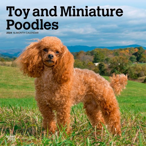 Orange hotsell miniature poodle