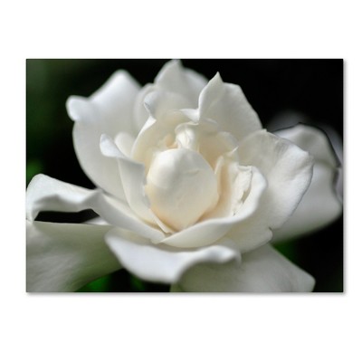 Trademark Fine Art -Kurt Shaffer 'Lovely Gardenia' Matted Framed Art