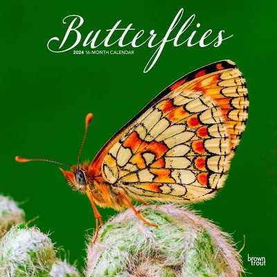 Browntrout 2024 Wall Calendar 12"x12" Butterflies : Target