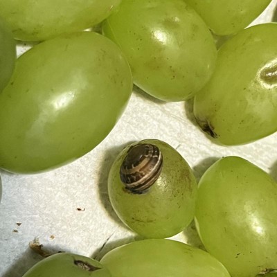 Extra Large Green Seedless Grapes - 1.5lb Bag