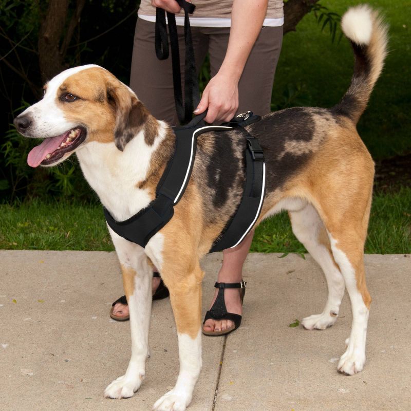 PetSafe EasySport Adjustable Dog Harness, 3 of 10